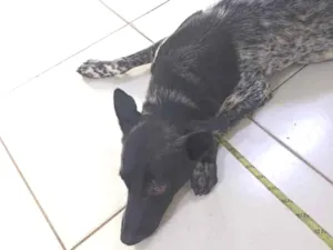 Cachorro raça SRD-ViraLata idade 1 ano nome não sei, chamo de amigo