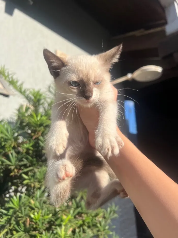 Gato raça SRD-ViraLata idade 2 a 6 meses nome Magali