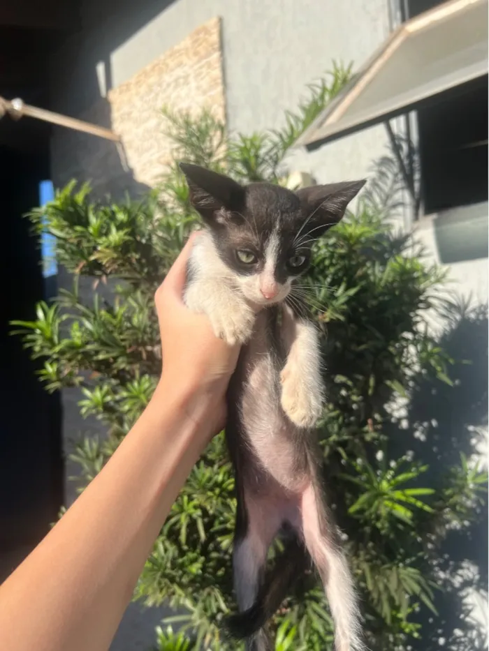 Gato raça SRD-ViraLata idade 2 a 6 meses nome Magali