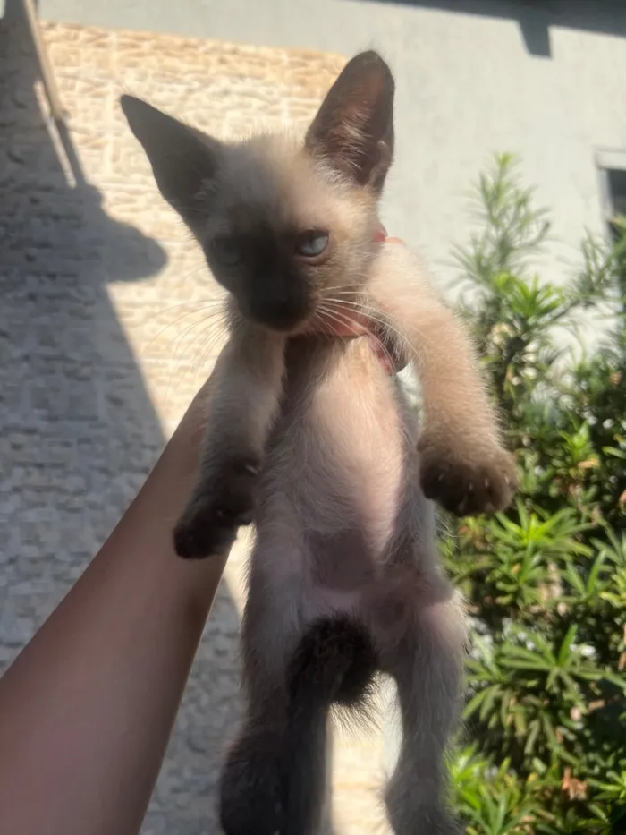 Gato raça SRD-ViraLata idade 2 a 6 meses nome Magali