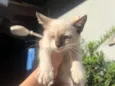 Magali