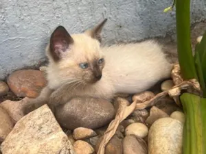 Gato raça SRD-ViraLata idade 2 a 6 meses nome Diva