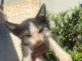 Heloisa