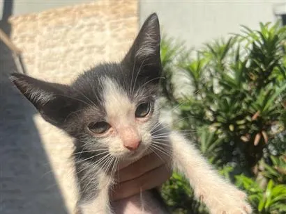 Gato raça SRD-ViraLata idade 2 a 6 meses nome Heloisa