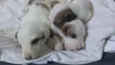 Adote esses cachorrinhos fofinhos 