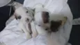 Adote esses cachorrinhos fofinhos 