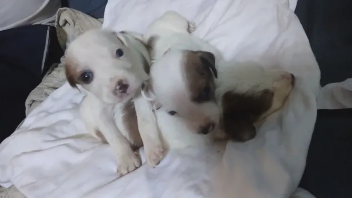Cachorro raça SRD-ViraLata idade Abaixo de 2 meses nome Adote esses cachorrinhos fofinhos 