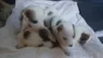 Adote esses cachorrinhos fofinhos 