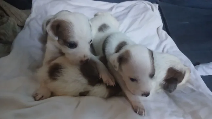 Cachorro raça SRD-ViraLata idade Abaixo de 2 meses nome Adote esses cachorrinhos fofinhos 