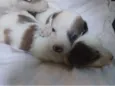 Adote esses cachorrinhos fofinhos 