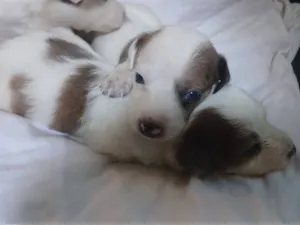 Cachorro raça SRD-ViraLata idade Abaixo de 2 meses nome Adote esses cachorrinhos fofinhos 