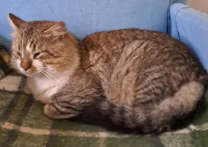 Gato raça SRD-ViraLata idade 1 ano nome JUQUINHA