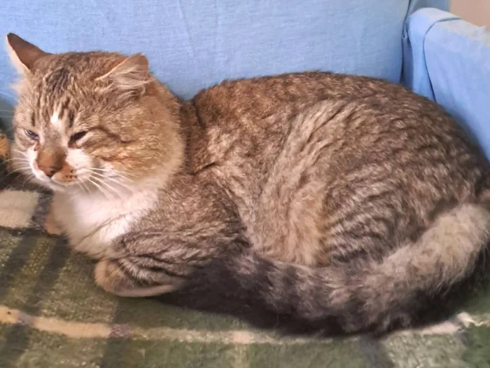 Gato raça SRD-ViraLata idade 2 anos nome cida pardini