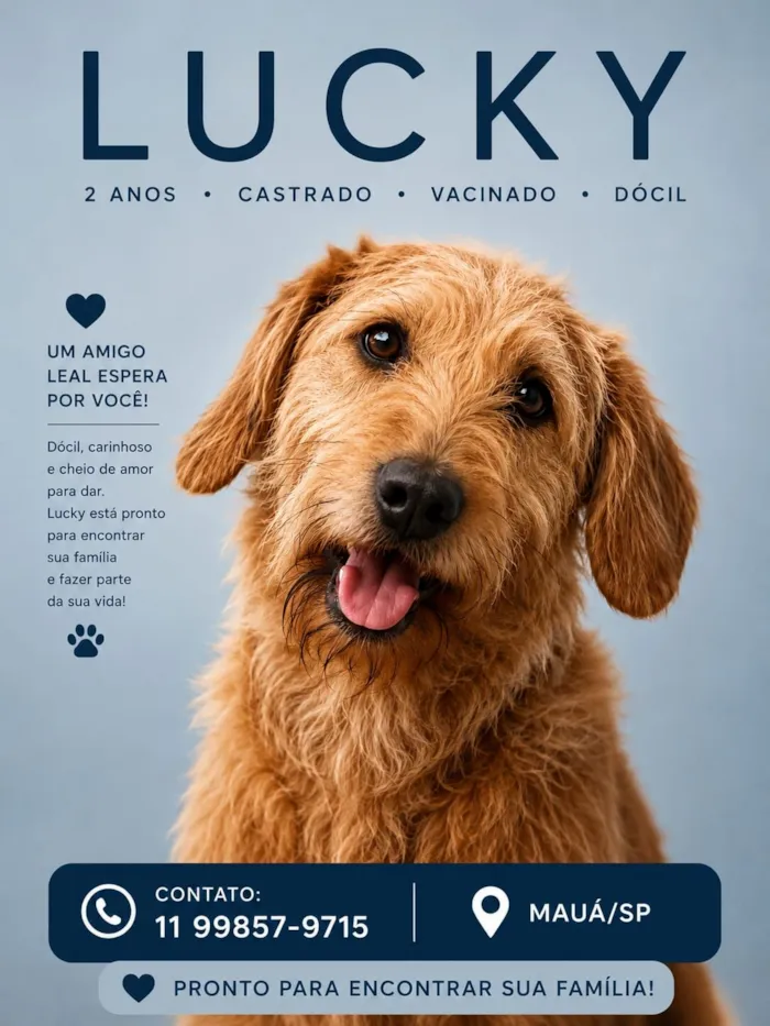 Cachorro raça SRD-ViraLata idade 3 anos nome Lucke 