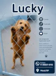 Lucke 