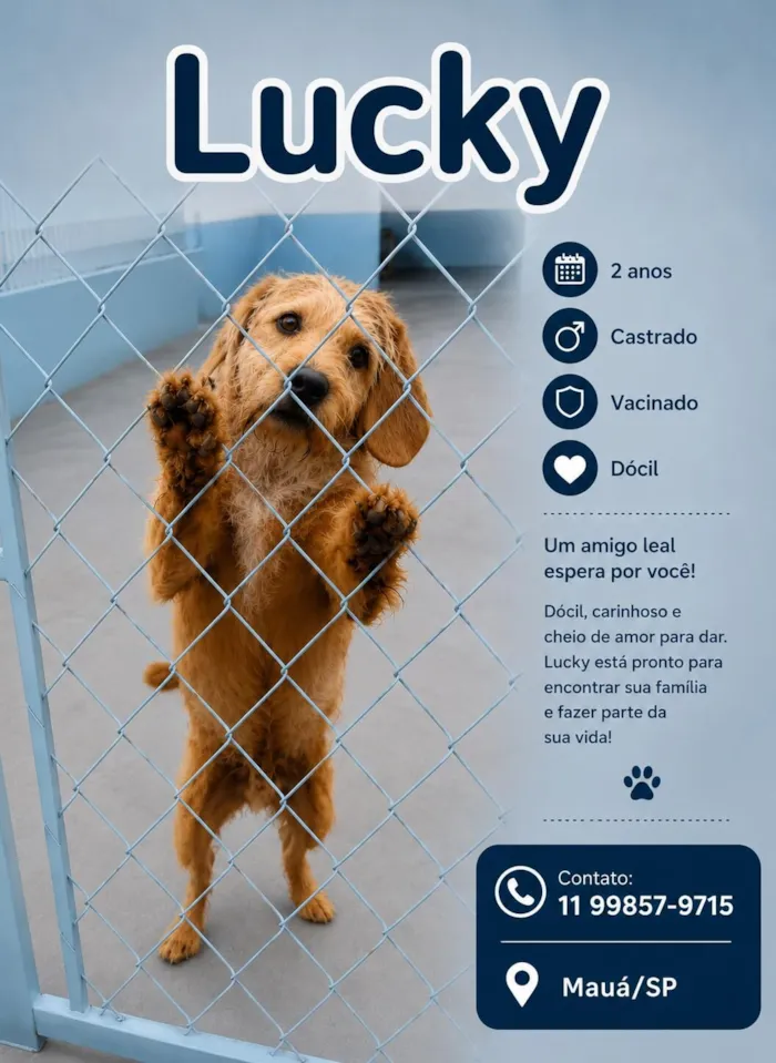Cachorro raça SRD-ViraLata idade 3 anos nome Lucke 