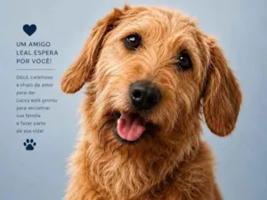 Cachorro raça SRD-ViraLata idade 3 anos nome Lucke 