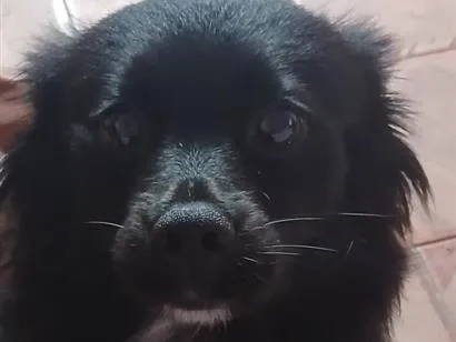 Cachorro raça SRD-ViraLata idade 1 ano nome Pandora 