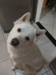 BOB