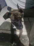 mel