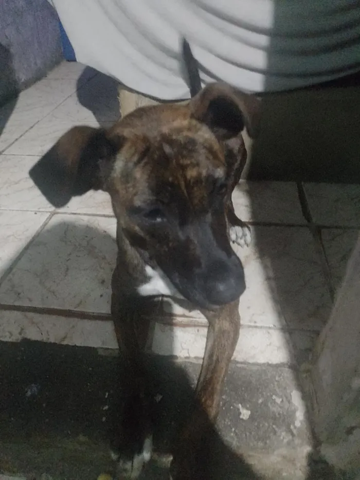 Cachorro raça SRD-ViraLata idade 1 ano nome mel