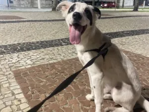 Cachorro raça SRD-ViraLata idade 1 ano nome Lucke
