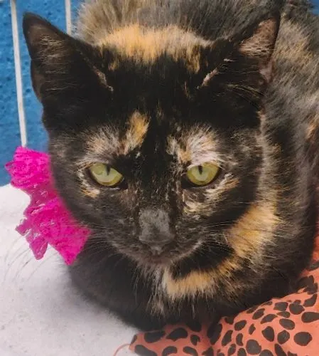 Gato raça SRD-ViraLata idade 2 a 6 meses nome ELZA ESCAMINHA