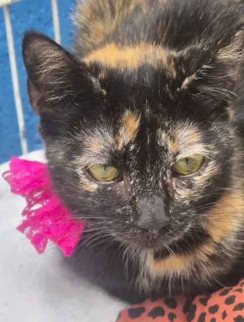 Gato raça SRD-ViraLata idade 2 a 6 meses nome ELZA ESCAMINHA