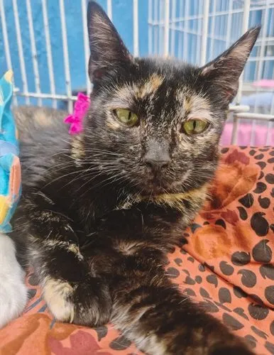 Gato raça SRD-ViraLata idade 2 a 6 meses nome ELZA ESCAMINHA