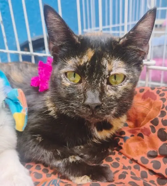 Gato raça SRD-ViraLata idade 2 a 6 meses nome ELZA ESCAMINHA