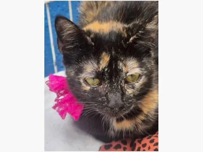 Gato raça SRD-ViraLata idade 2 a 6 meses nome ELZA ESCAMINHA