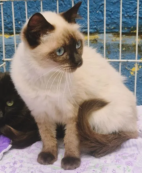 Gato raça SRD-ViraLata idade 2 a 6 meses nome SELMINHA SIAMESA