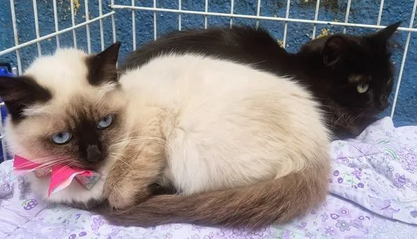Gato raça SRD-ViraLata idade 2 a 6 meses nome SELMINHA SIAMESA