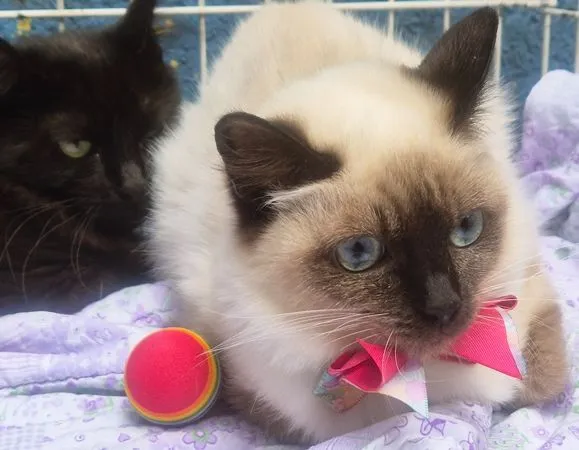 Gato raça SRD-ViraLata idade 2 a 6 meses nome SELMINHA SIAMESA
