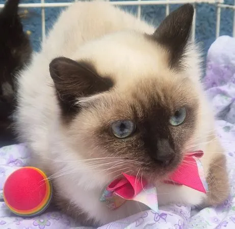 Gato raça SRD-ViraLata idade 2 a 6 meses nome SELMINHA SIAMESA