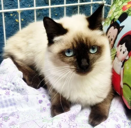 Gato raça SRD-ViraLata idade 2 a 6 meses nome SELMINHA SIAMESA