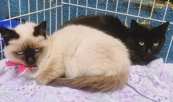 Gato raça SRD-ViraLata idade 2 a 6 meses nome SELMINHA SIAMESA