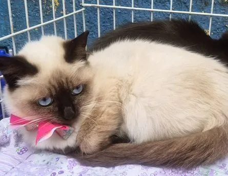 Gato raça SRD-ViraLata idade 2 a 6 meses nome SELMINHA SIAMESA