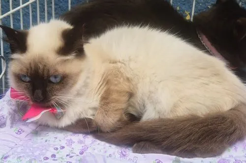 Gato raça SRD-ViraLata idade 2 a 6 meses nome SELMINHA SIAMESA