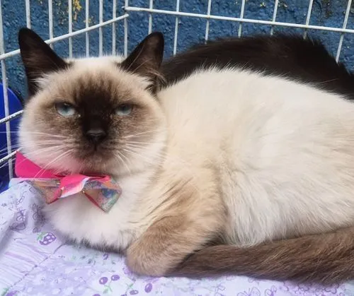 Gato raça SRD-ViraLata idade 2 a 6 meses nome SELMINHA SIAMESA