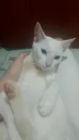 nevasca 
