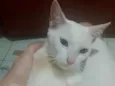 nevasca 