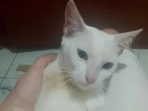 Gato raça SRD-ViraLata idade 1 ano nome nevasca 