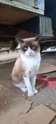 Simba