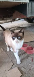 Simba