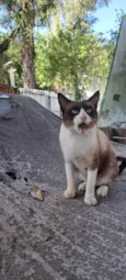 Simba