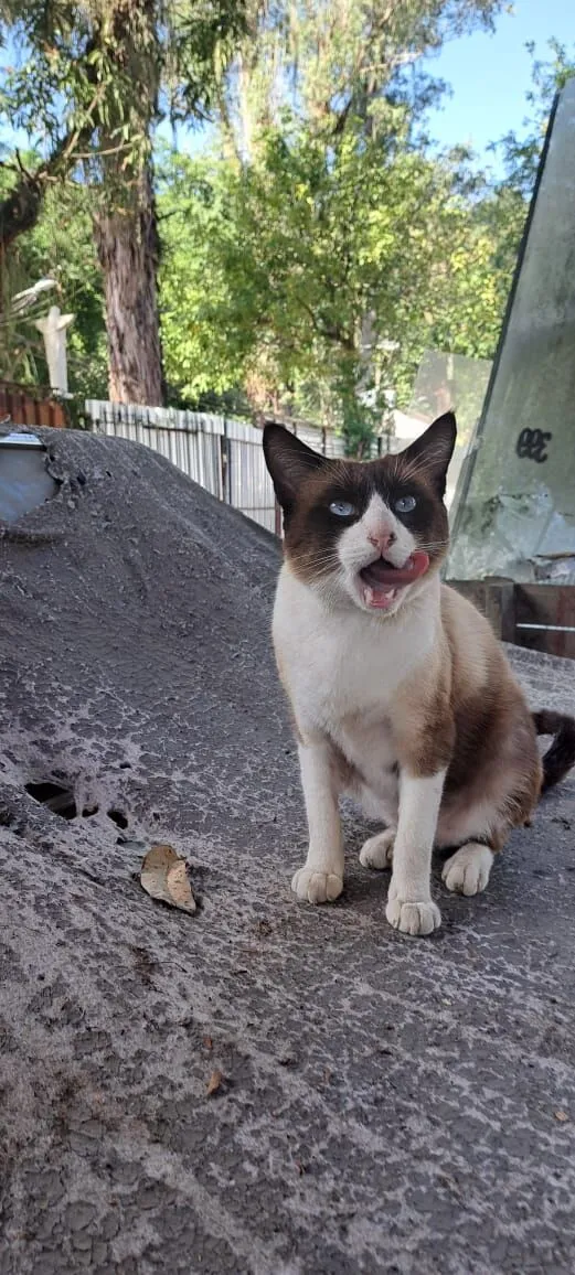 Gato raça SRD-ViraLata idade 1 ano nome Simba