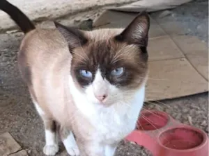 Gato raça SRD-ViraLata idade 1 ano nome Simba