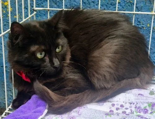 Gato raça SRD-ViraLata idade 2 a 6 meses nome FÁTIMA BLACK