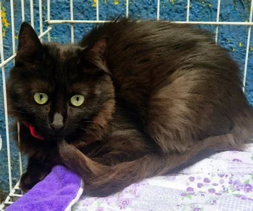 Gato raça SRD-ViraLata idade 2 a 6 meses nome FÁTIMA BLACK
